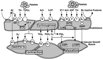 Fig. 1: Endothelium-derived vasoactive substances as regulators of the cardiovascular system